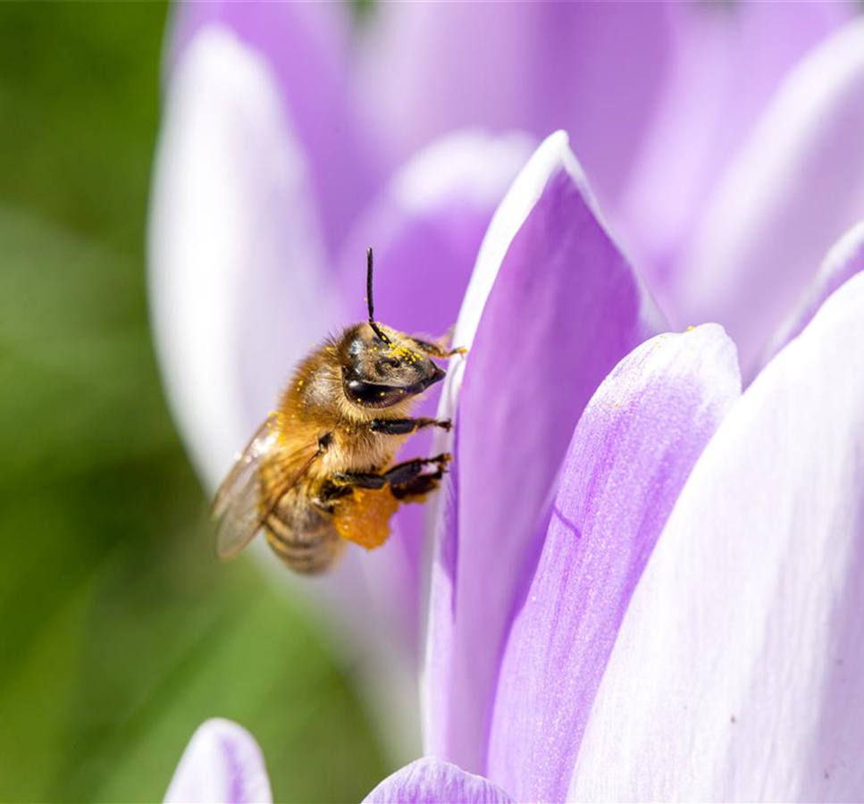 Streb's Newsletter - Jetzt anmelden!! Streb's Newsletter - Jetzt anmelden!!