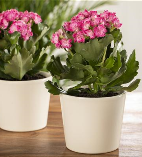 Kalanchoe mini 