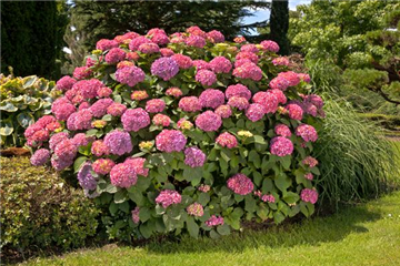 Bauernhortensie