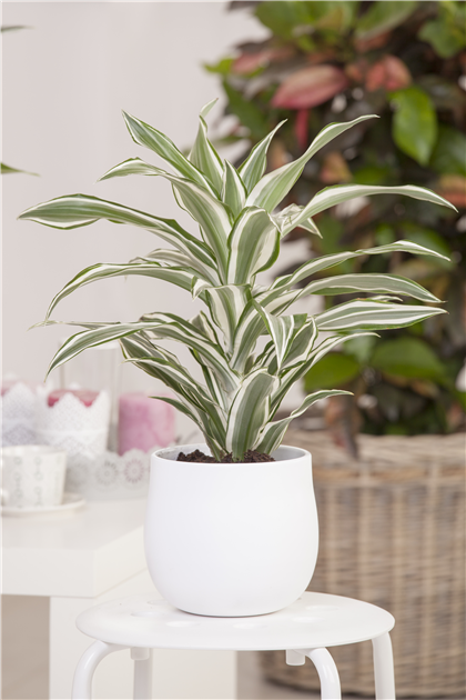 Drachenbaum "Kanzi"