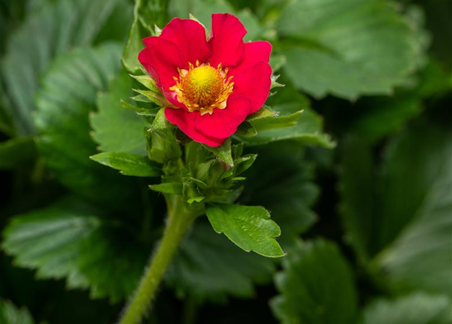 Friedas Früchte® Pink Wonder