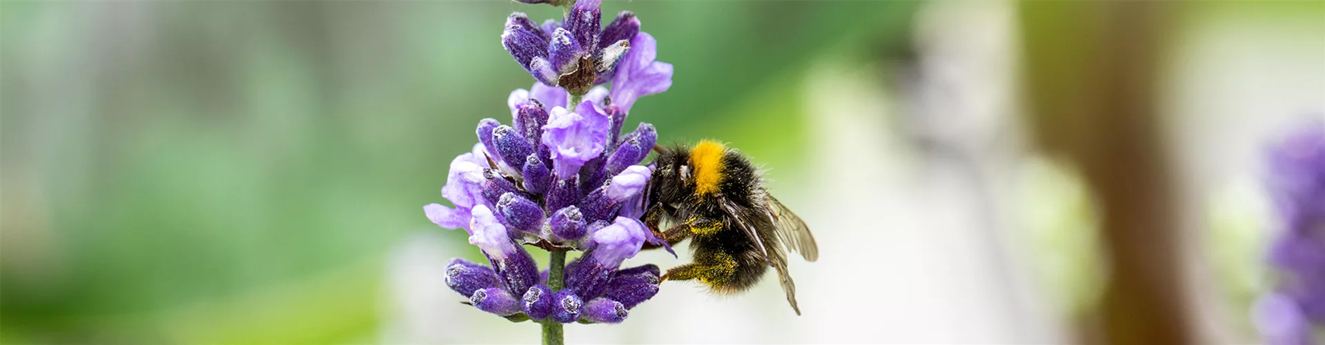 WO SICH HUMMELN TUMMELN