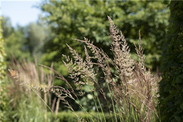 WIE GRäSER DEN GARTEN AUFWERTEN!