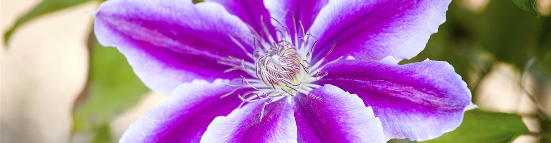 Clematis