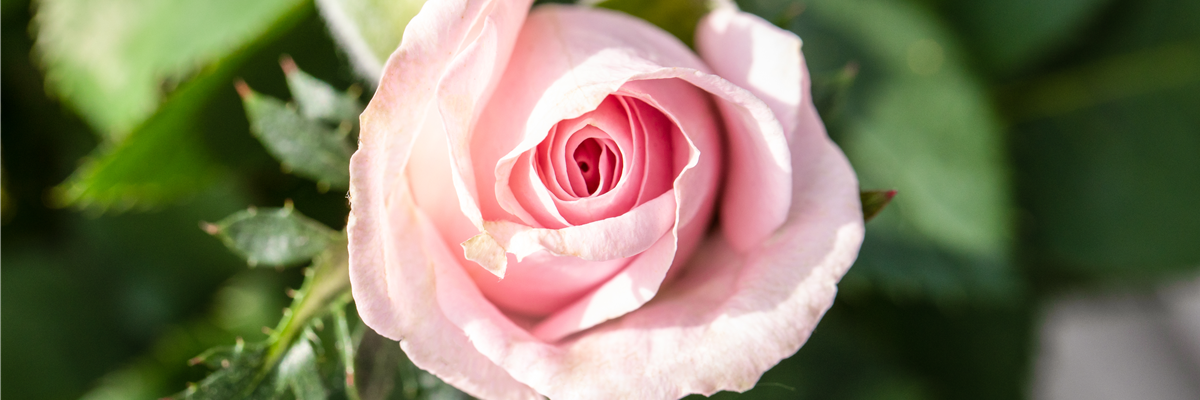Rosa 'Infinity Rose' Rosa 'Infinity Rose'