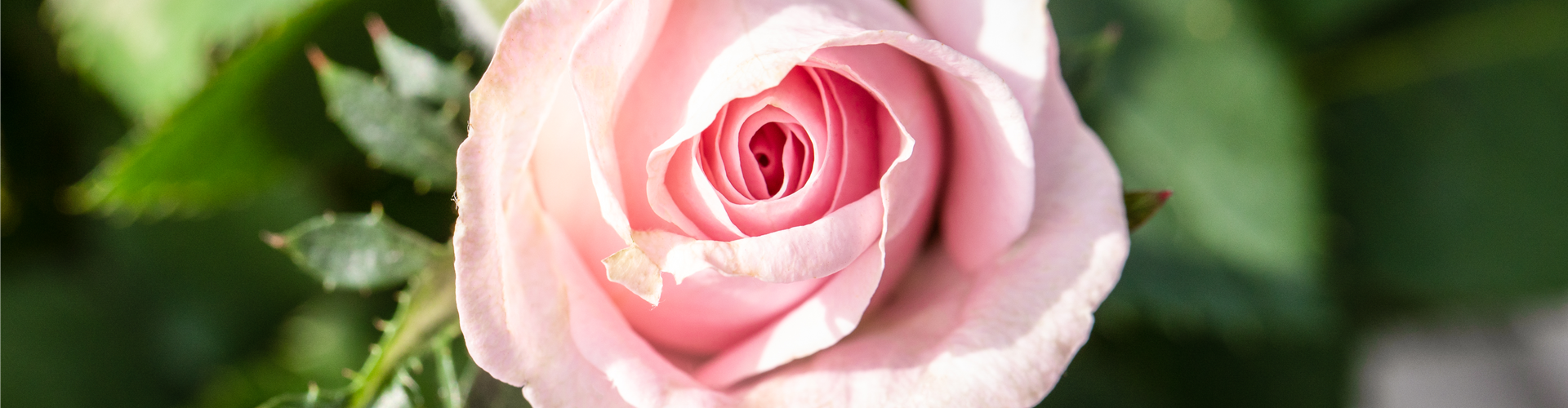 Rosa 'Infinity Rose'