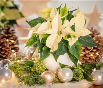 WINTERSCHöNHEIT: Weihnachtsstern