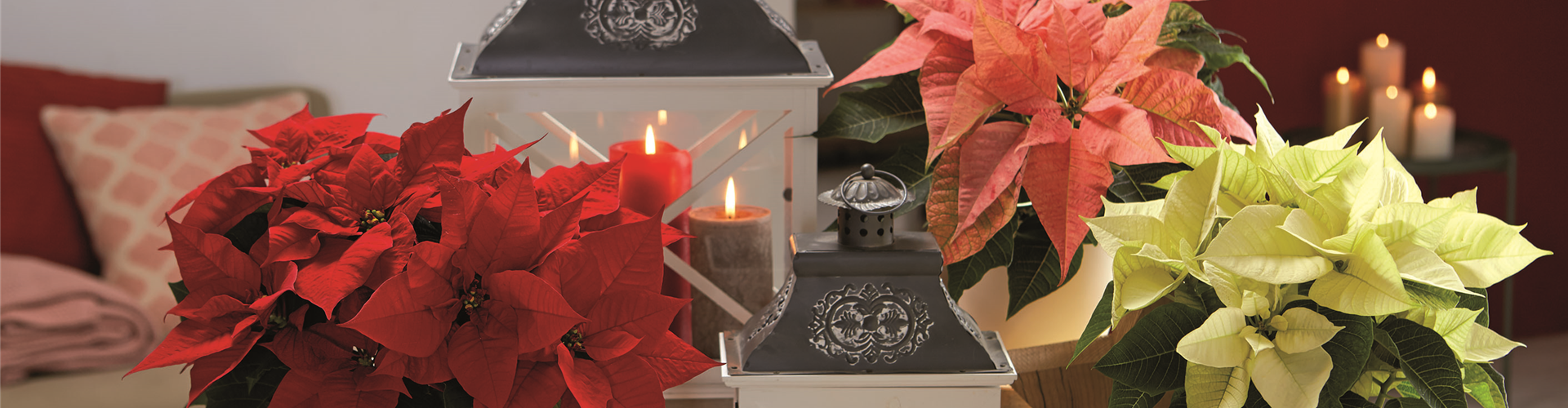 WEIHNACHTSFREUDE üBERALL!