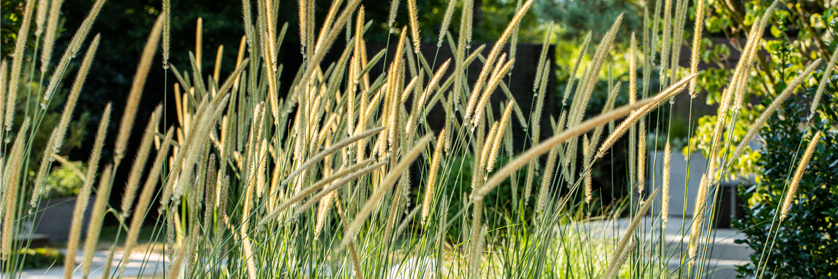 Pennisetum macrourum 'Tail Feather'