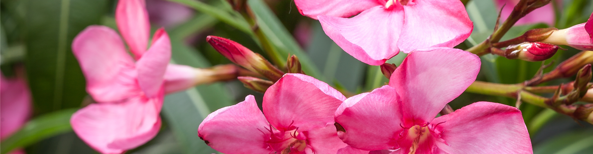 Nerium oleander