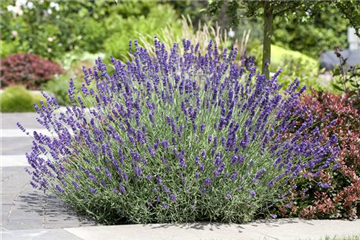 PFLANZE DES MONATS JUNI: LAVENDEL