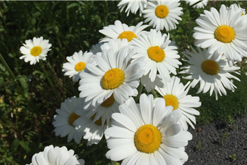 Sommermargerite