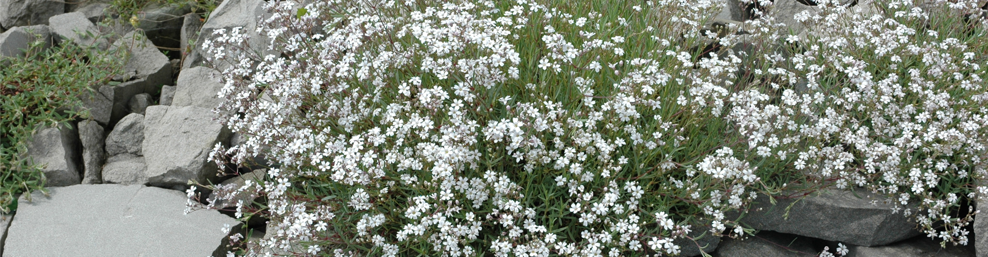 Gypsophila paniculata
