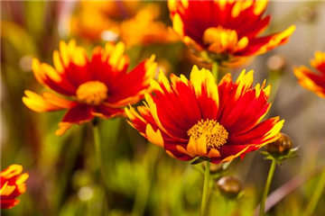 Kokardenblume
