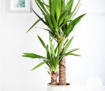 PFLEGELEICHTE ZIMMERPFLANZEN!