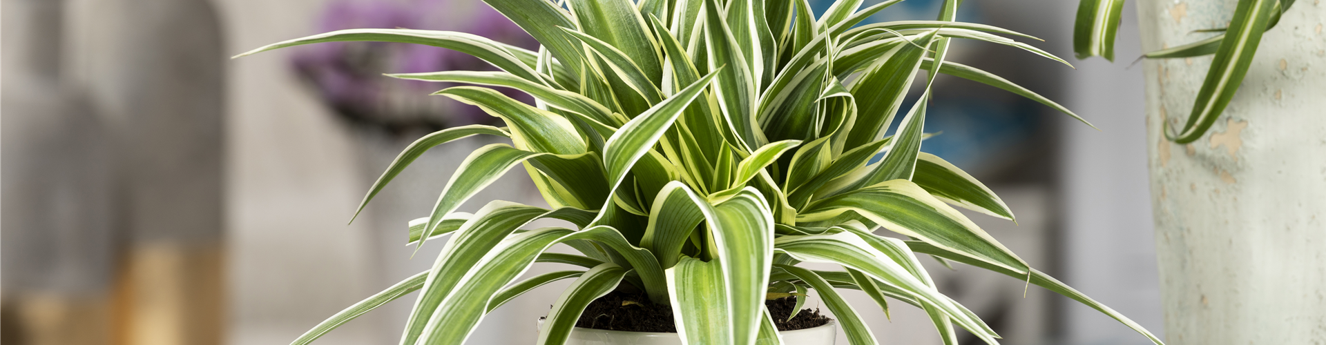 Chlorophytum comosum 'Ocean'