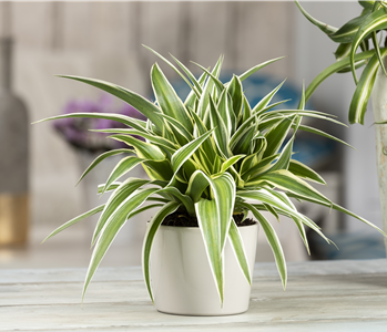 DIE GRüNLILIE - DAS GENIE UNTER DEN ZIMMERPFLANZEN