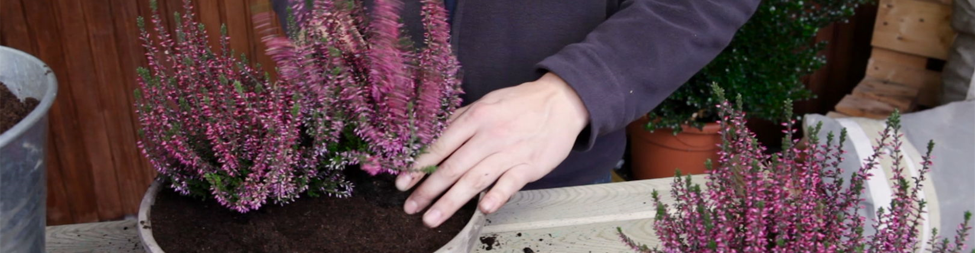 Knospenheide - Einpflanzen in ein Gefäß (5)