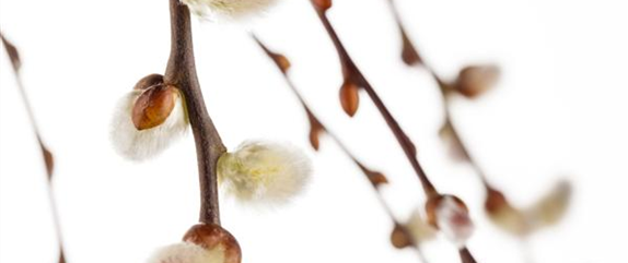 DER FRüHLING WIRD BUNT DER FRüHLING WIRD BUNT