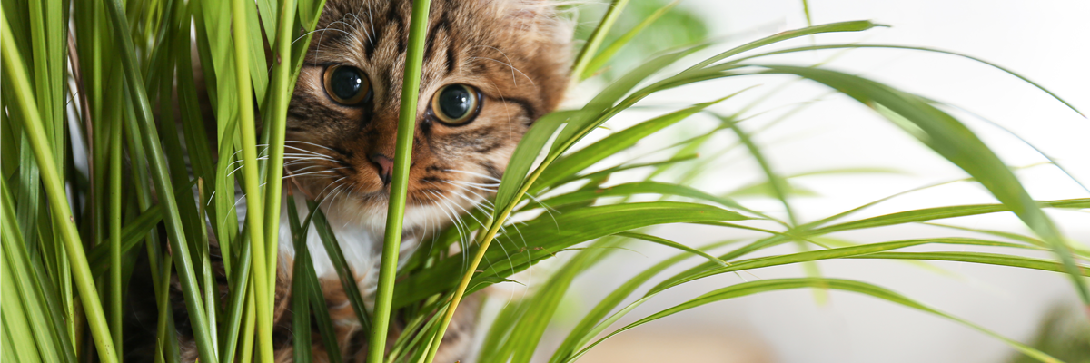 TIERFREUNDLICHE PFLANZEN FüR ALLE FELLNASEN!