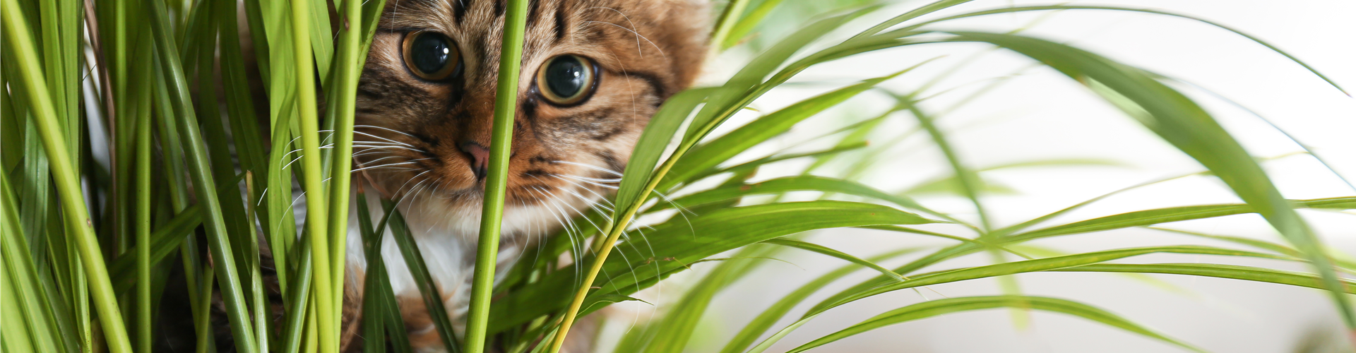 TIERFREUNDLICHE PFLANZEN FüR ALLE FELLNASEN!