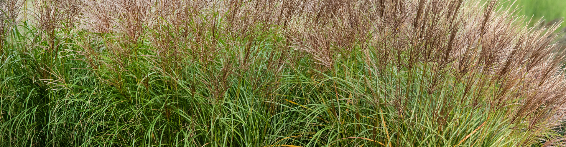 Miscanthus sinensis