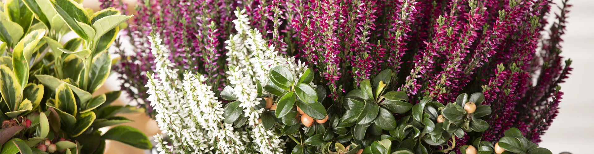 OHNE HEIDE GEHT ES NICHT!