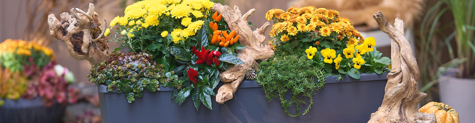DER HERBST IM KASTEN!
