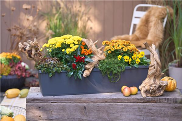 DER HERBST IM KASTEN!