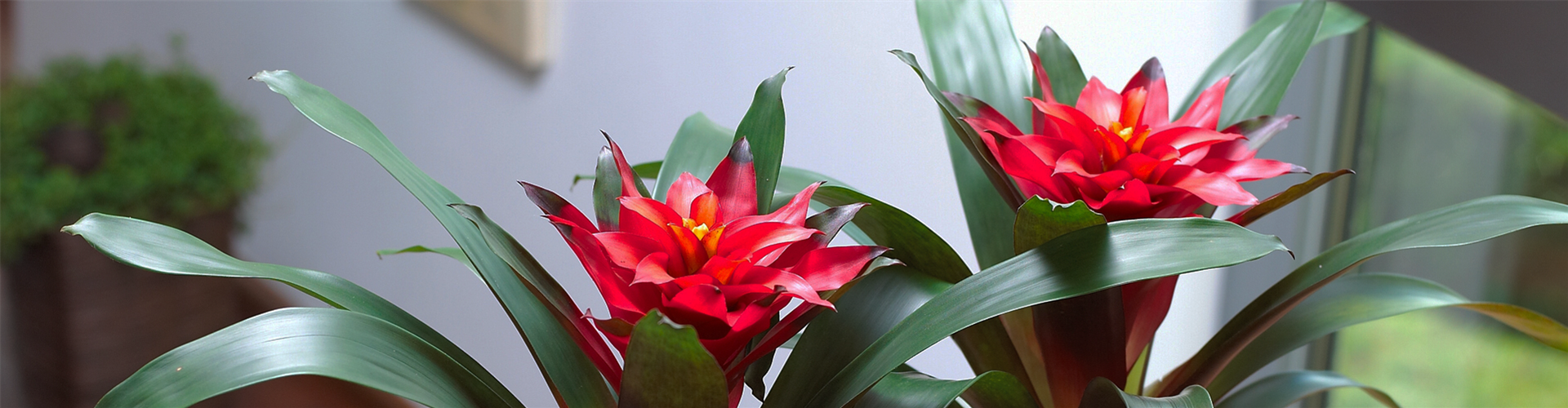 GUZMANIA - HYBRIDE