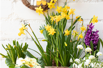 FRüHLINGSGEFüHLE AUS DER ZWIEBEL!