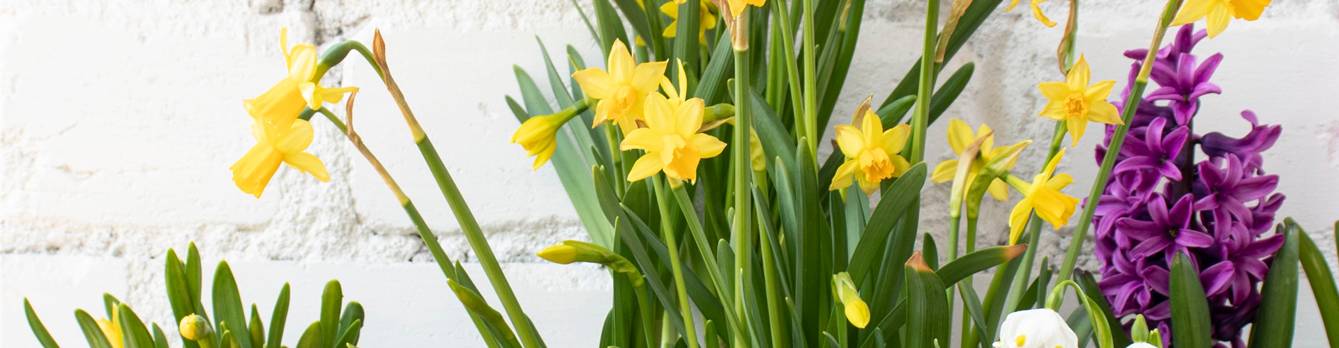 FRüHLINGSGEFüHLE AUS DER ZWIEBEL!