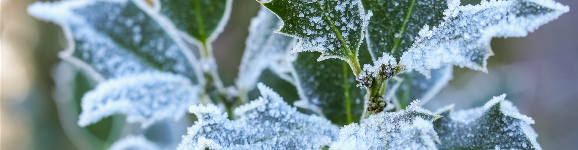 Pflanze des Monats Dezember: Stechpalme