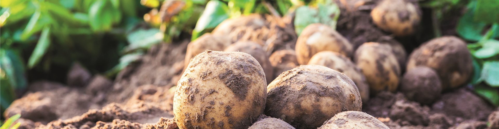 WIE GEHT... OMA'S SUPERFOOD?