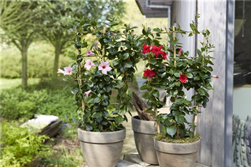 PFLANZE DES MONATS APRIL: DIPLADENIE