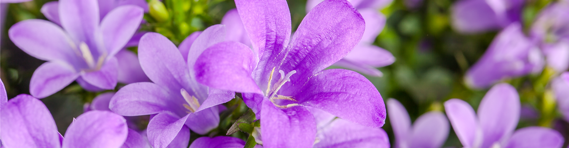 Campanula poscharskyana