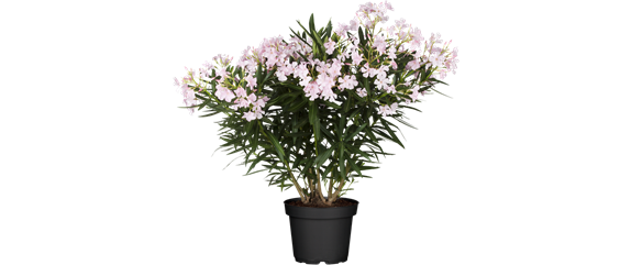 VOLLE BLüTE SOMMER! 