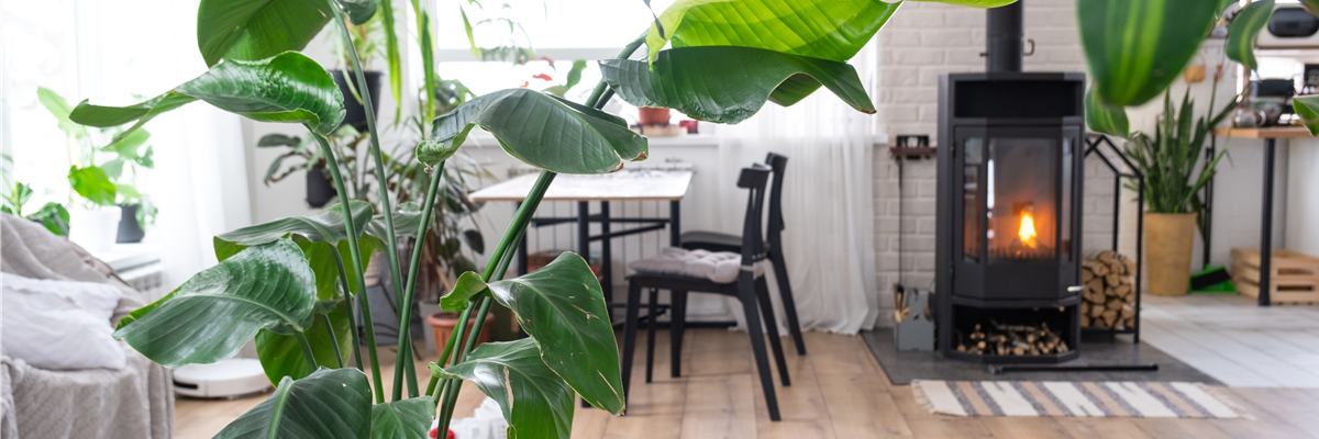 PFLEGELEICHTE ZIMMERPFLANZEN!