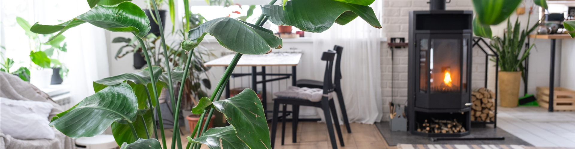 PFLEGELEICHTE ZIMMERPFLANZEN!