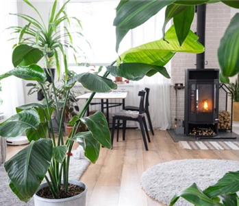 PFLEGELEICHTE ZIMMERPFLANZEN! PFLEGELEICHTE ZIMMERPFLANZEN!