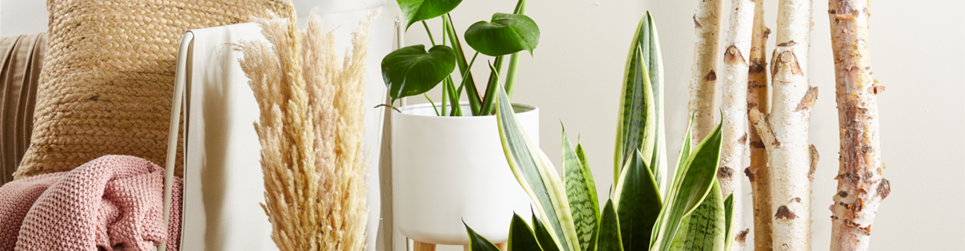 PFLEGELEICHTE ZIMMERPFLANZEN!