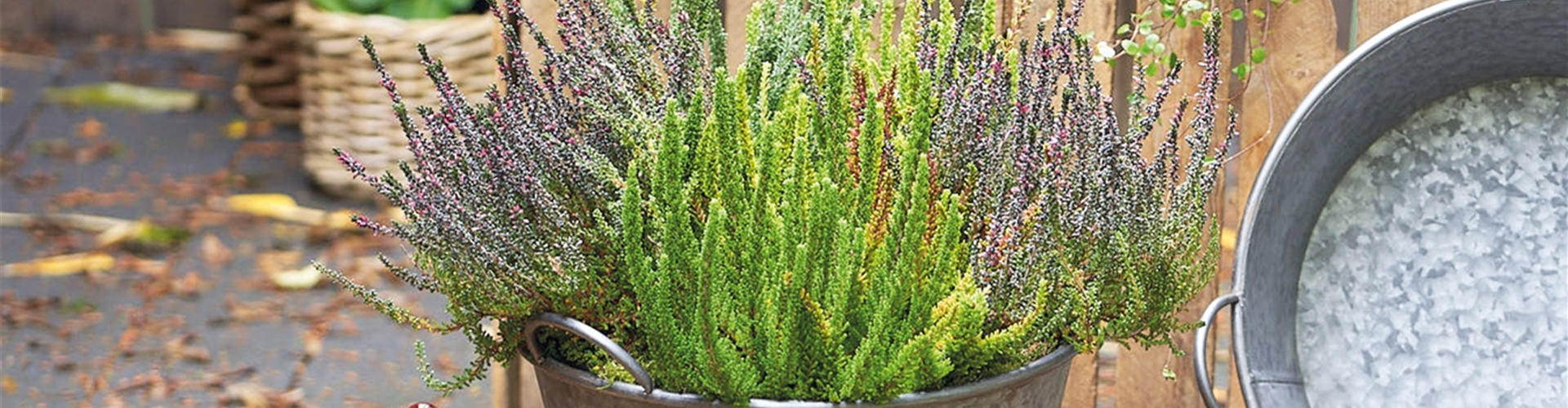 CALLUNA VULGARIS SKYLINE