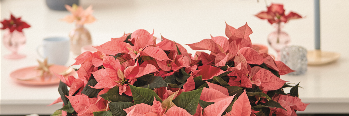 KLASSISCHE WEIHNACHTEN!