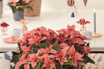 KLASSISCHE WEIHNACHTEN!