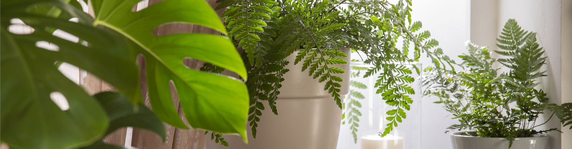 Nephrolepis exaltata