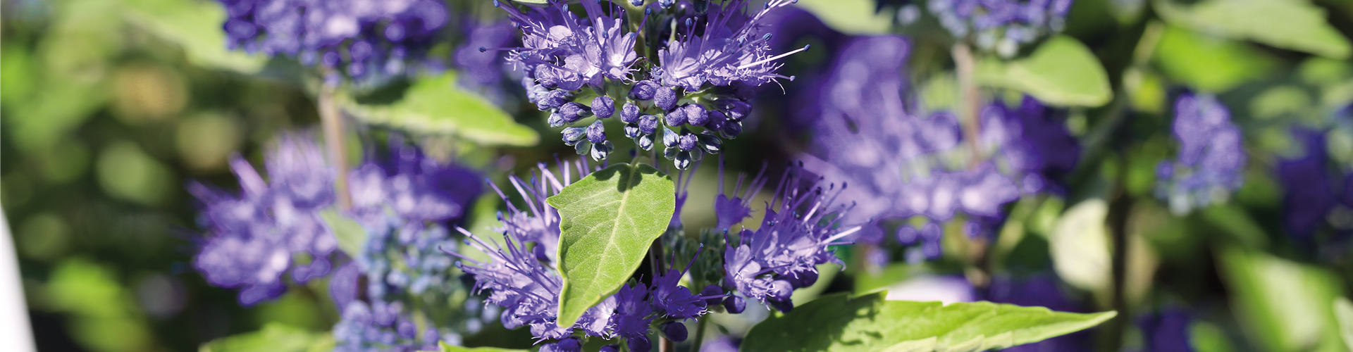 PFLANZE DES MONATS AUGUST: BARTBLUME