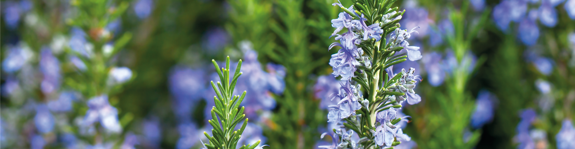 PFLANZE DER WOCHE: ROSMARIN