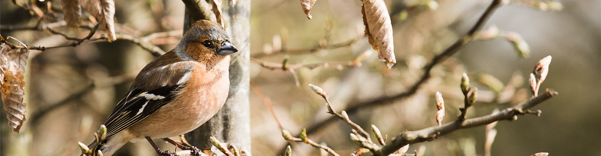 Gehölze für Vögel