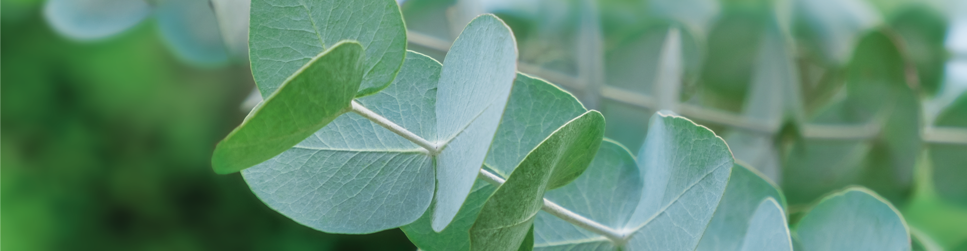 PFLANZE DES MONATS NOVEMBER: EUKALYPTUS