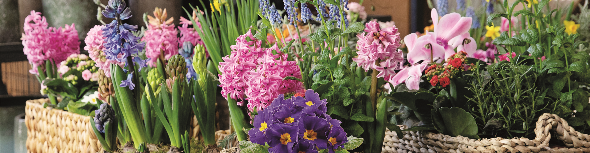 HALLO, DU BUNTER FRüHLING! 